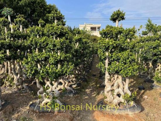 Best Sellers  Good Quality Combined Ficus Bonsai Plants From China