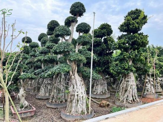  Multi Root Ficus Bonsai