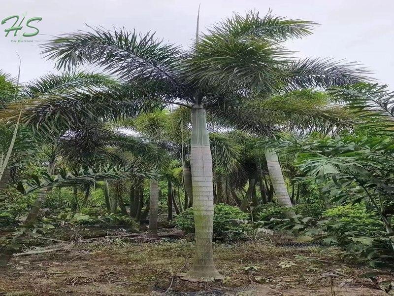 Wodyetia Bifurcata Foxtail Palm Tree