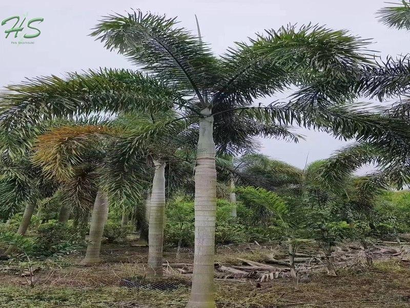 Wodyetia Bifurcata Foxtail Palm Tree