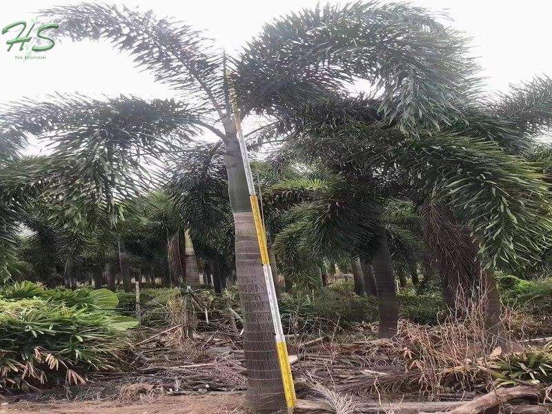 Wodyetia Bifurcata Foxtail Palm Tree