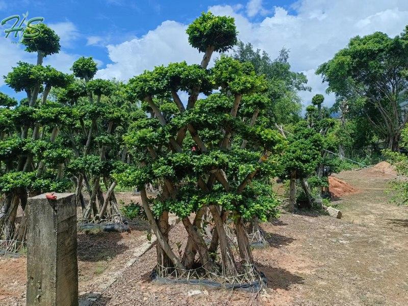 Ficus microcarpa tree