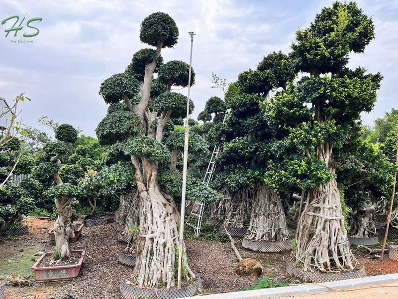 Ficus Microcarpa With Rounded Crown With Dense