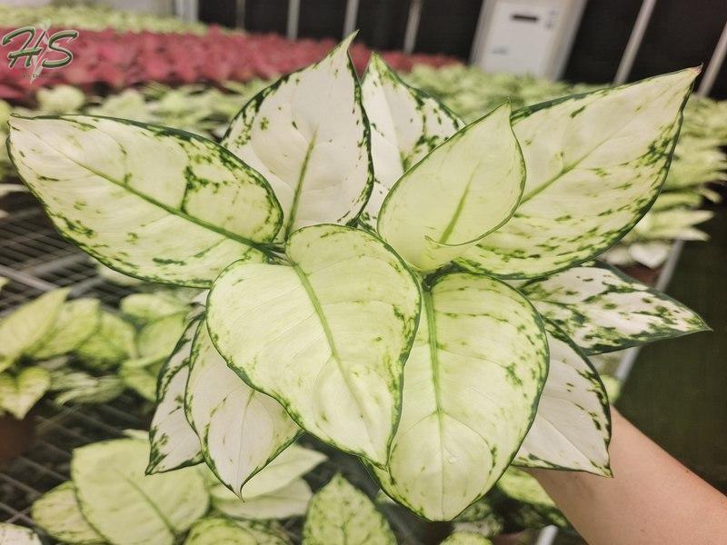 Wholesale Aglaonema Plants