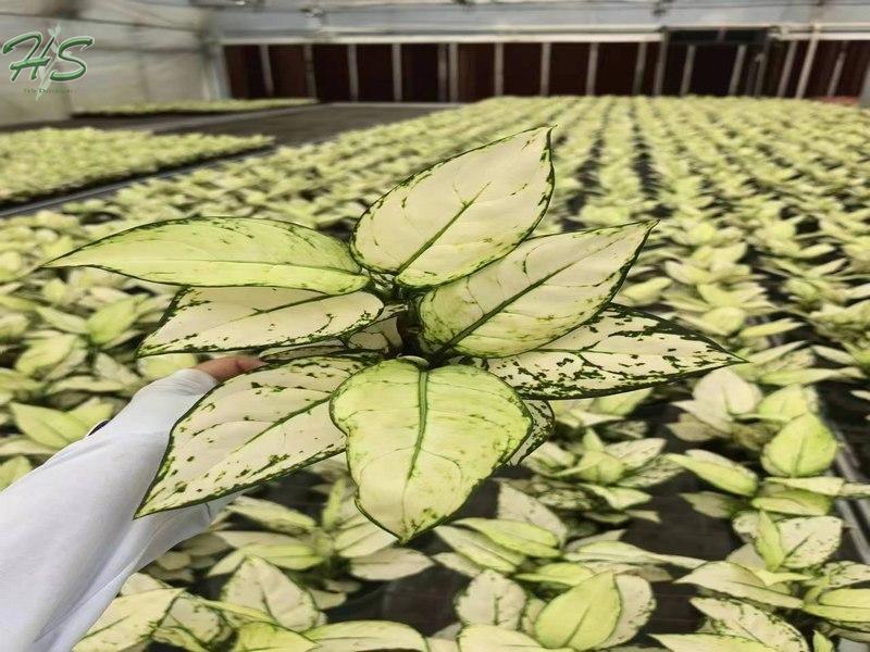 Wholesale Aglaonema Plants