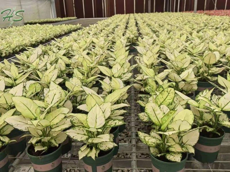 Wholesale Aglaonema Plants, China indoor plants supplier