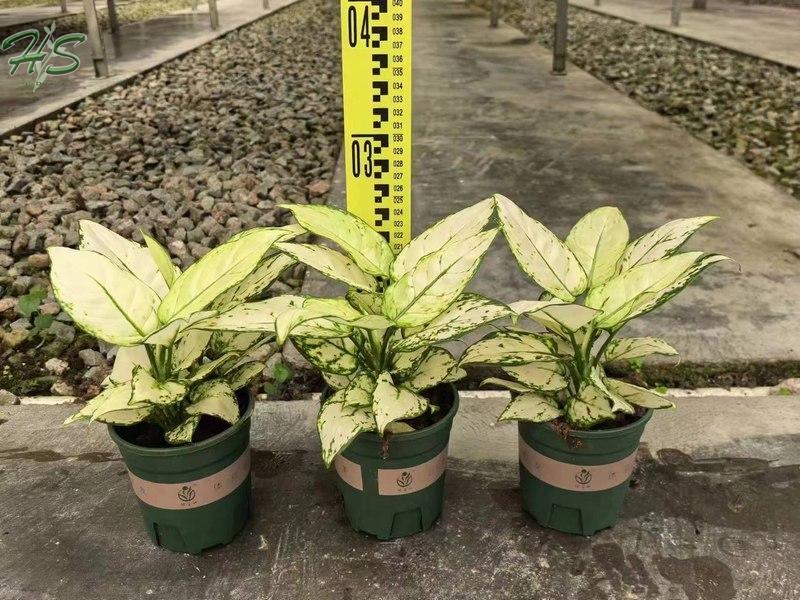 Wholesale Aglaonema Plants, China Indoor Plants Supplier