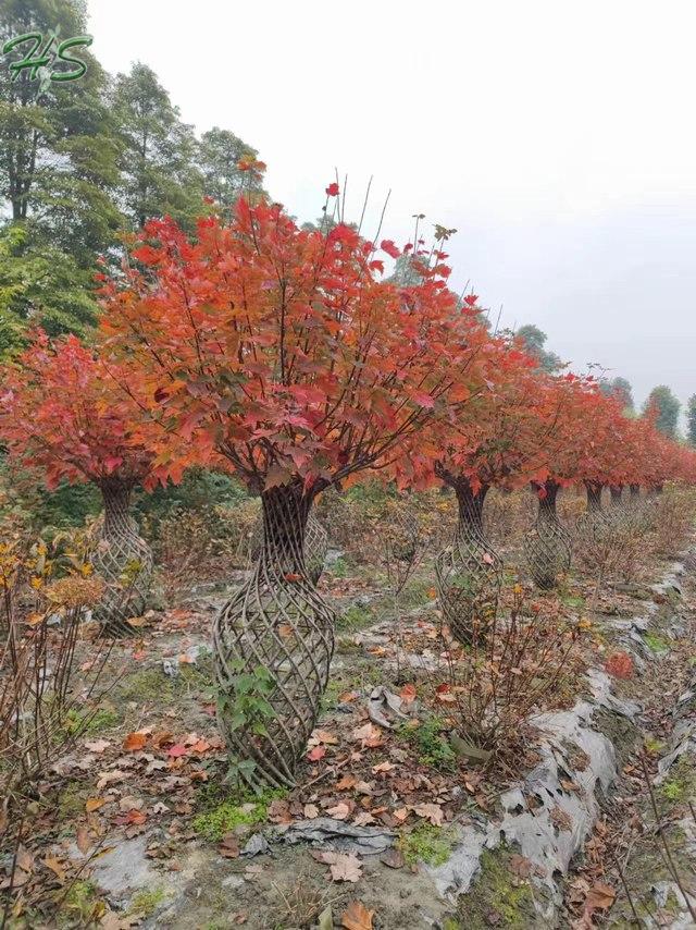 Acer palmatum Atropurpureums