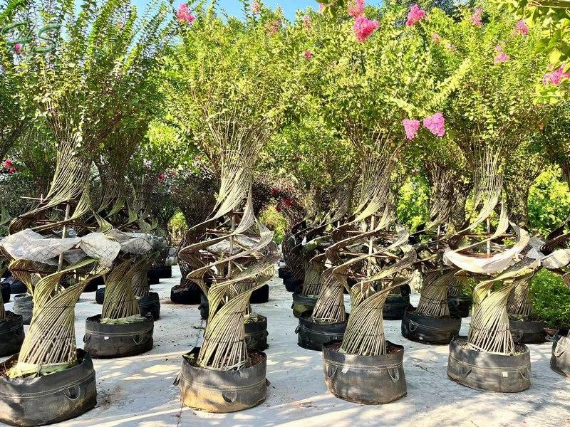 Spiral lagerstroemia indica tree Potted