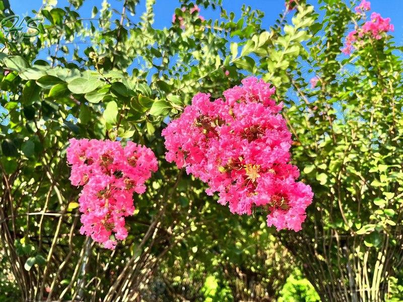 Spiral Lagerstroemia Indica Potted