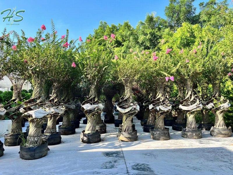 Spiral Lagerstroemia Indica Potted