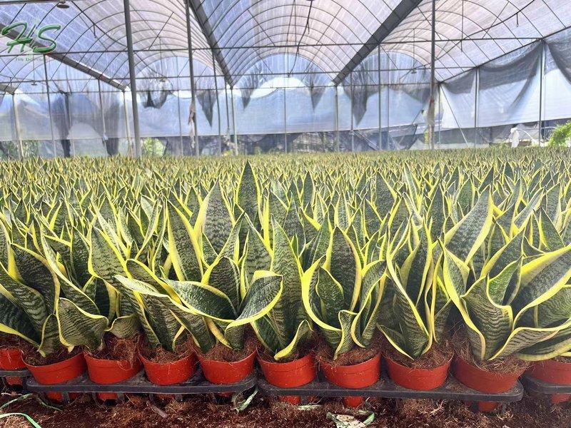 Sansevieria Trifasciata Hahnii Golden, Sansevieria trifasciata golden hahnii