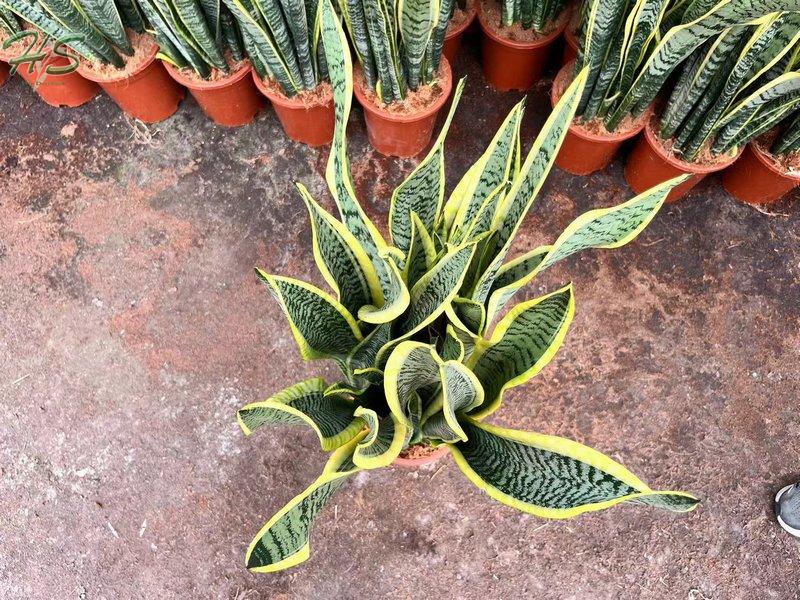 Indoor Plants Variegated Snake Sansevieria Trifasciata Hahnii Golden