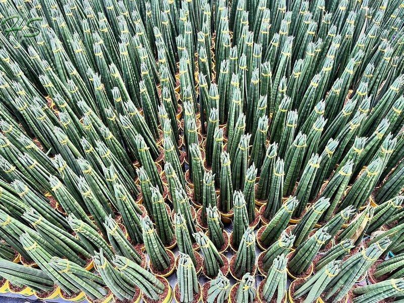 Cylindrical Snake Plant Sansevieria Cylindrica