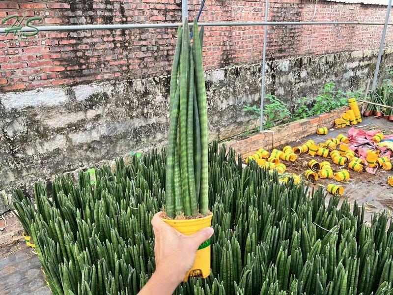 Cylindrical Snake Plant Sansevieria Cylindrica