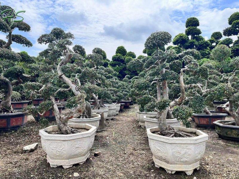 Chinese Elm Bonsai Tree