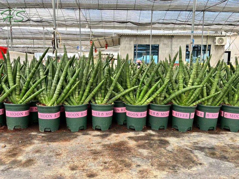 Sansevieria Cylindrica Boncel Variegata