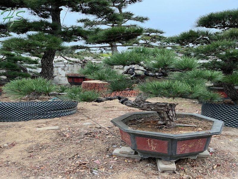 https://www.hsbonsai.cn/top-quality-black-pine-pinus-thunbergii-parl-black-pines_p294.html