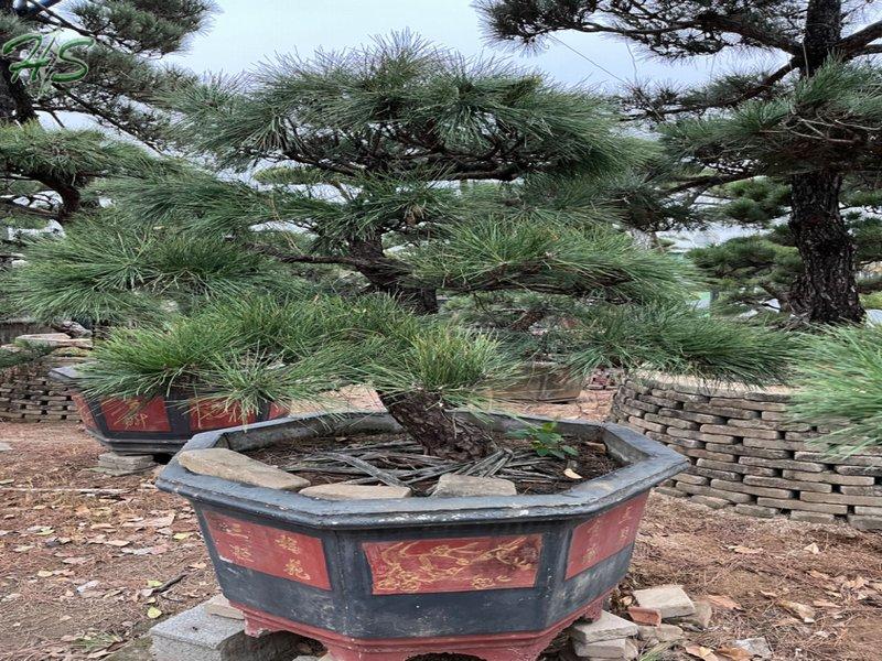 https://www.hsbonsai.cn/top-quality-black-pine-pinus-thunbergii-parl-black-pines_p294.html