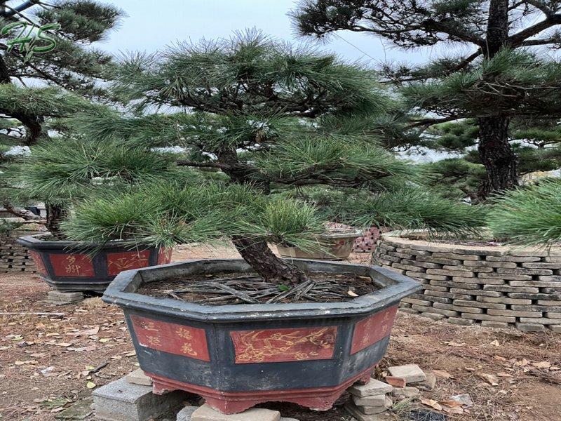 https://www.hsbonsai.cn/top-quality-black-pine-pinus-thunbergii-parl-black-pines_p294.html