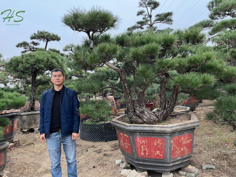 https://www.hsbonsai.cn/natural-outdoor-bonsai-pinus-thunbergii-parl-best-sellers_p295.html