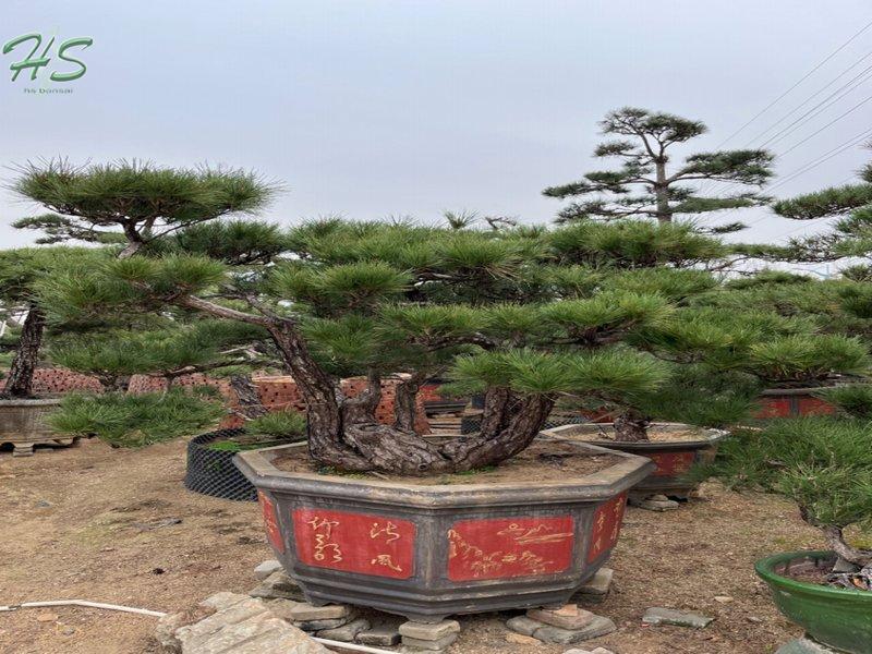 https://www.hsbonsai.cn/natural-outdoor-bonsai-pinus-thunbergii-parl-best-sellers_p295.html