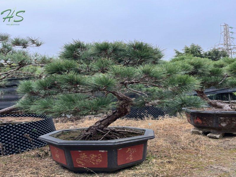 https://www.hsbonsai.cn/wholesale-high-quality-black-pine-pinus-thunbergii-parl-black-pines_p297.html