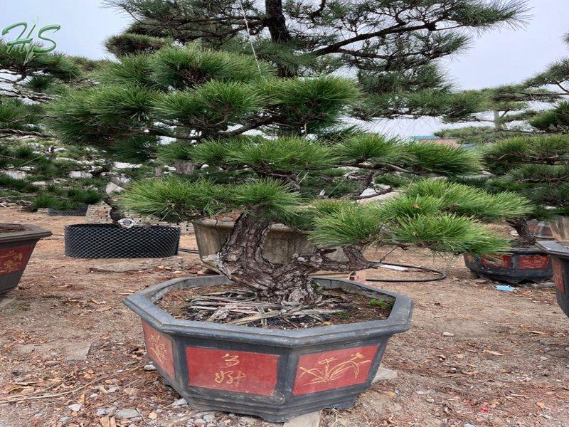 https://www.hsbonsai.cn/wholesale-high-quality-black-pine-pinus-thunbergii-parl-black-pines_p297.html