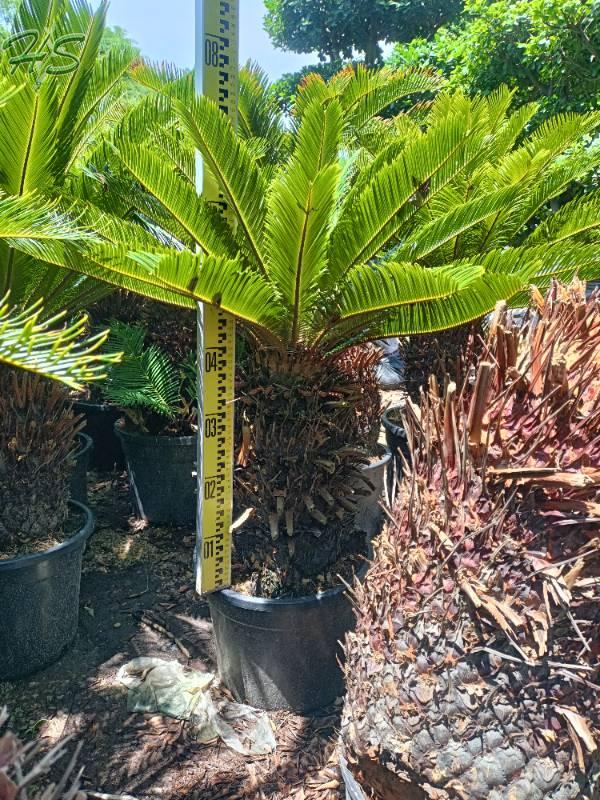 Low Maintenance Cycas Revoluta Plants 