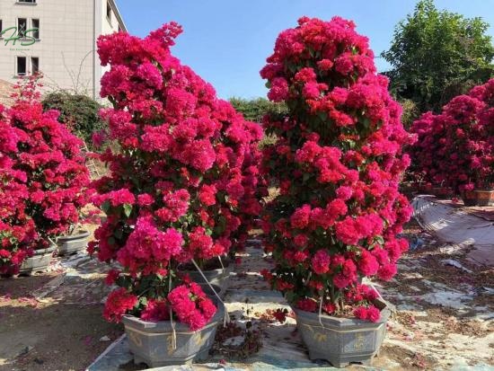 Wholesale Tong'An Red Bougainvillea glabra bonsai supplier,manufacturer