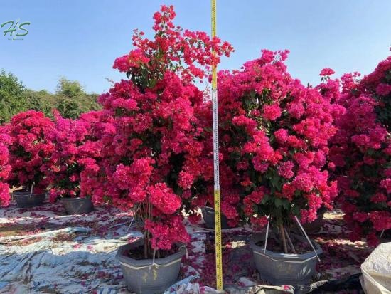 Top Quality Bougainvillea glabra red flower supplier,manufacturer
