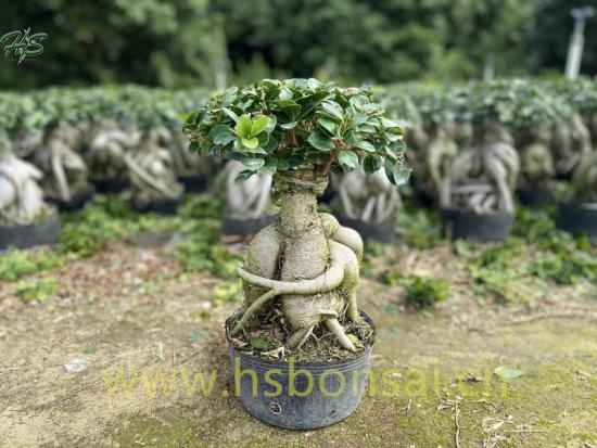 Miniature Ficus Ginseng Bonsai Trees supplier,manufacturer
