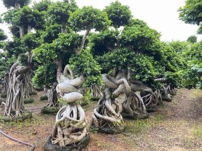 Unique Dragon Shape Ficus Bonsai Tree Nursery