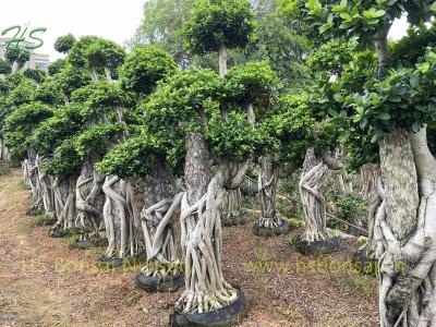 Unique Ficus Bonsai With Stone Grower