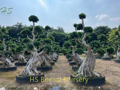 Bonsai figure-leaf figurine Ficus with shape