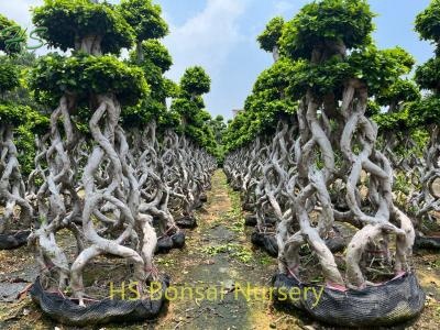 Chinese Best Sellers  Ficus Bonsai Ficus Cage