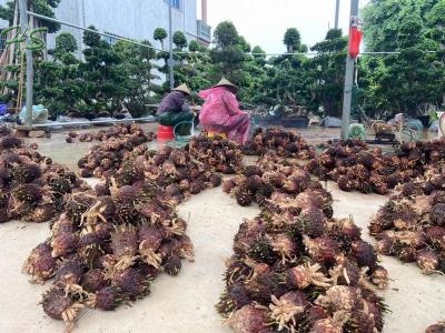 Multi Head Cycas Revoluta Bare Root Without Leaves