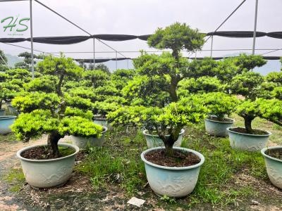 Beautiful Nuture Podocarpus  Bonsai