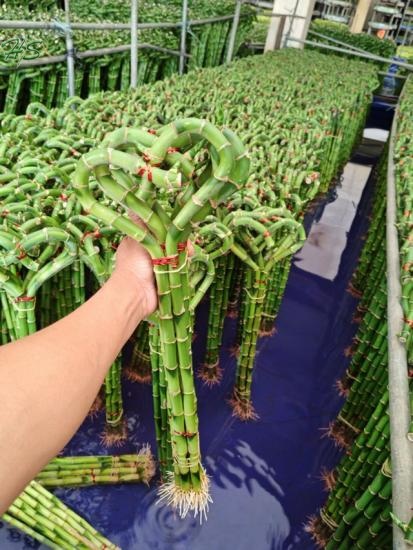 Wholesale Sanderiana Dracaena Cage Shape