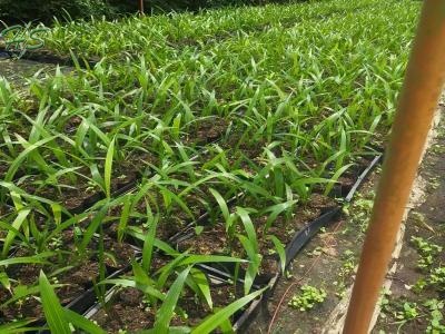 Roystonea Regia Seedling