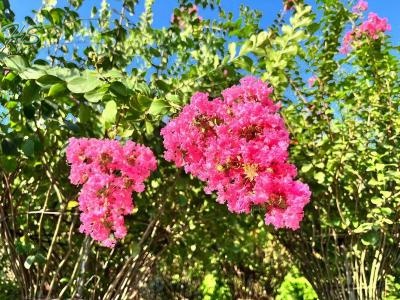 High Quality Lagerstroemia indica Artificial Bonsai Plant, Lagerstroemia Speciosa Supply