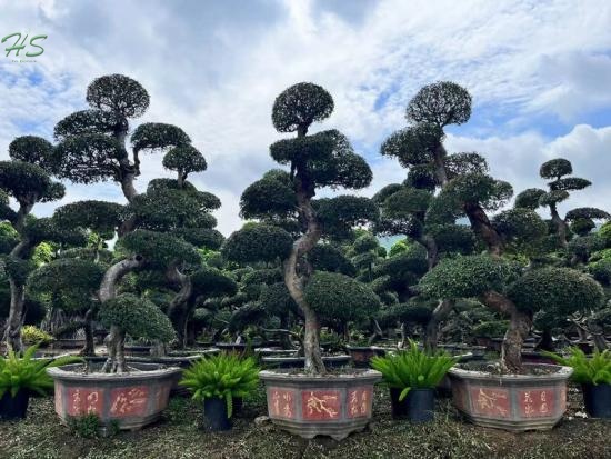 Chinese Elm Bonsai Tree