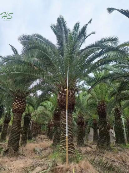 Canary Palm Trees Phoenix Canariensis Palm