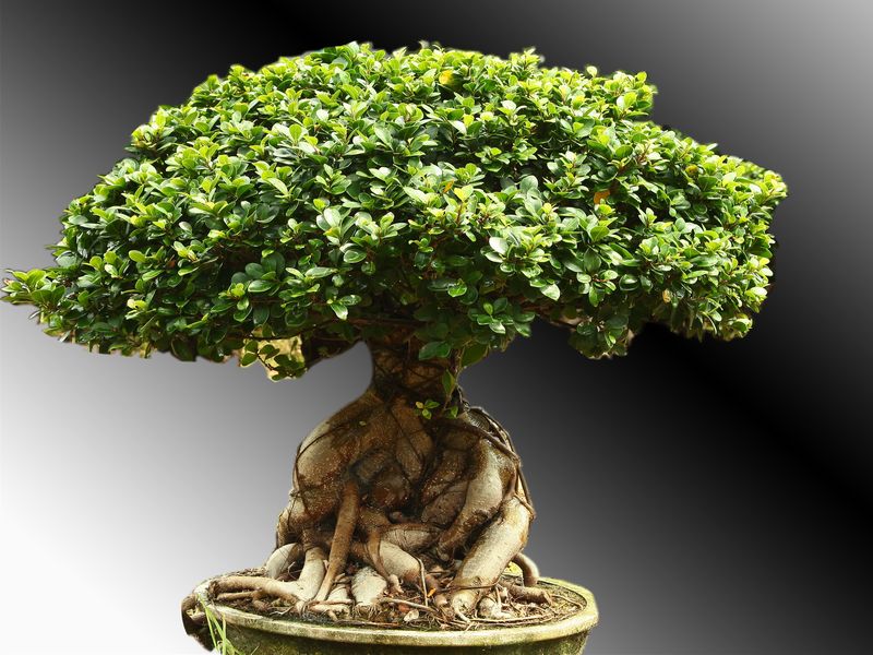 Wholesale Ficus Supplier Revoluta Microcarpa,Cycas Bonsai,Ficus